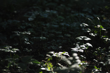 Dark forest