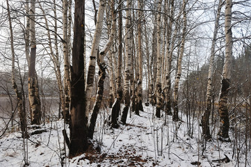 Birch trees.