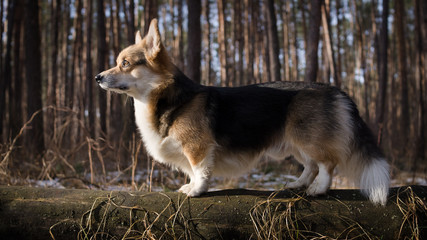 Dog Welsh Corgi Pembroke on a walk in a beautiful winter forest.