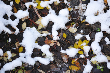 Obraz premium Leaves on the ground close up.