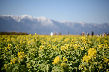 琵琶湖畔の菜の花