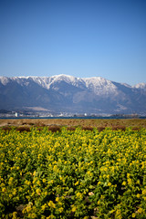 Fototapeta premium 琵琶湖畔の菜の花