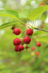 ジューンベリー