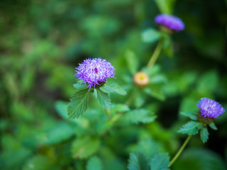 chardon antillais bleu