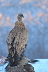 Griffon Vulture in Winter Landscape