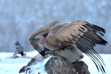 Griffon Vulture Taking Off, in Winter Landscape