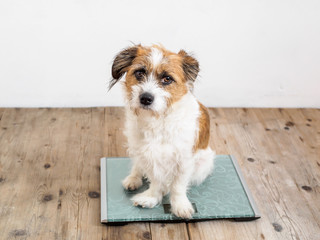 Hund auf einer Personenwaage