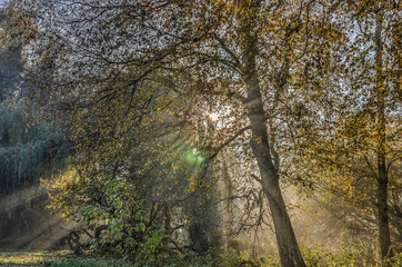 Obraz na płótnie Canvas Sun shining behind a tree in the forest, casting rays of light and creating a lensflare