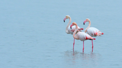 Greater Flamingo (Phoenicopterus roseus)