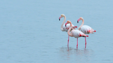 Fototapeta na wymiar Greater Flamingo (Phoenicopterus roseus)