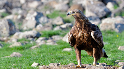 Golden Eagle Sitting on the Ground