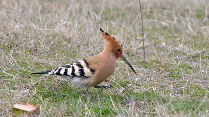 Eurasian hoopoe (Upupa epops)