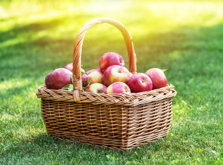 Apple harvest. Ripe red apples in the basket on the green grass.