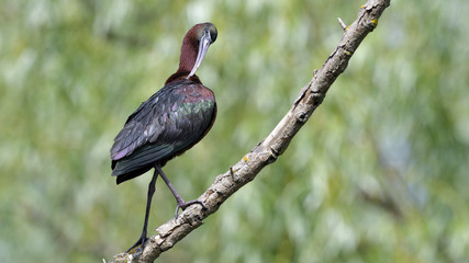 Glossy Ibis (Plegado falcinellus)