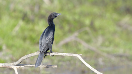 Pygmy cormorant (Microcarbo pygmeus)