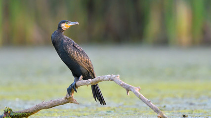 Great cormorant (Phalacrocorax carbo)