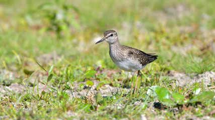 Wood sandpiper (Tringa glareola)