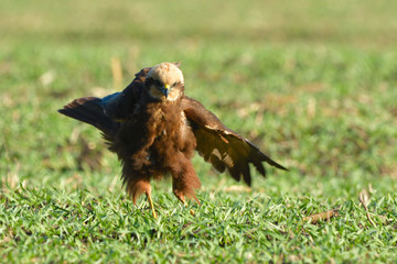 Marsh harrier (Circus aeruginosus)