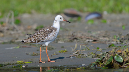 Ruff (Philomachus pugnax)