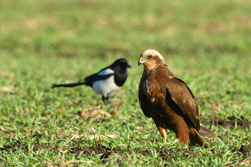 Marsh harrier (Circus aeruginosus)