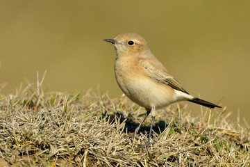 Desert wheatear (Oenanthe deserti), Female