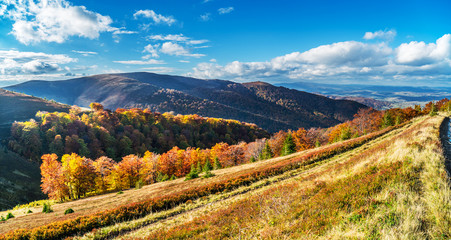 Panorama of colorful trees in the autumn mountains.