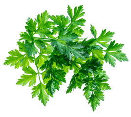 Fototapeta premium Bunch of parsley herb isolated on white background.
