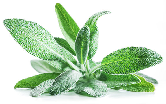 Fresh velvet leaves of garden sage on the white background.