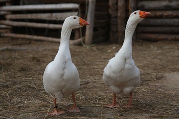 Two white gooses walking on the ground in the yard
