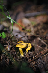 Chanterelles in forest