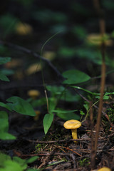 Chanterelles in forest