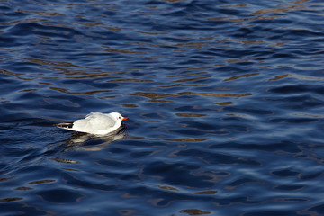 Seagull swimming in water