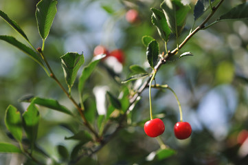 Ripe cherry