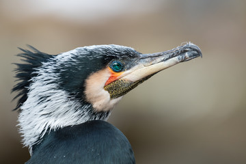 A portrait of an adult cormorant in Austria
