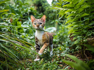chat nature  © AlixRod