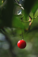 Ripe cherry