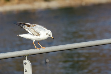 Seagull on a handrail