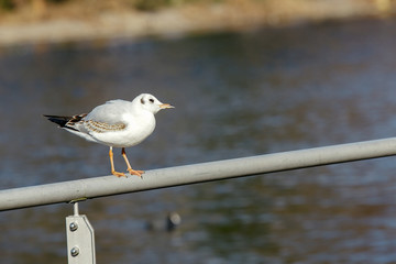 Seagull on a balustrade