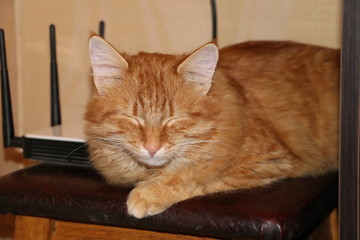 rusty cat