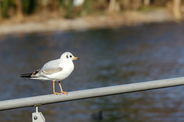 Seagull standing on a balustrade