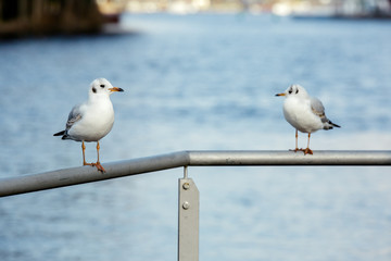 Two seagulls stand on a balustrade