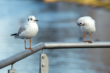 Seagull standing on a handrail