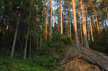 Evening in forest.