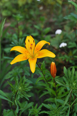 Lily flower