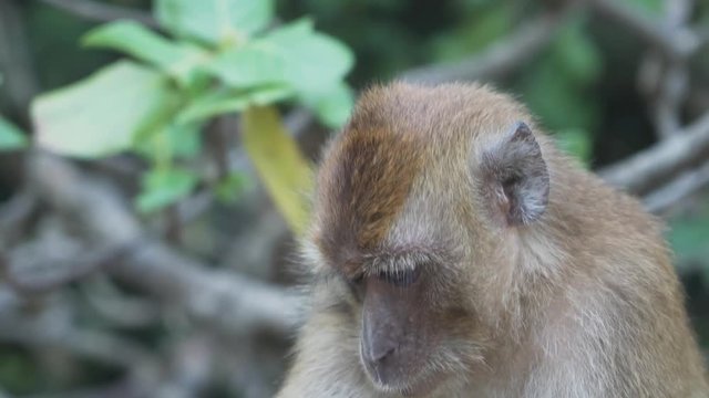 Monkey on dayang bunting island , Langkawi, Malaysia.