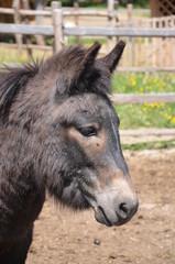 Fototapeta premium Esel, Hausesel