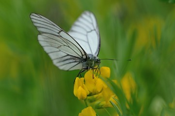 Black-veined white butterfly