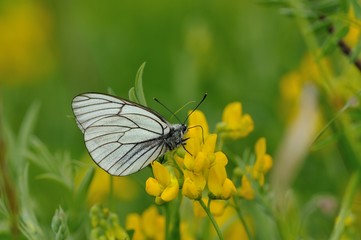 Black-veined white butterfly