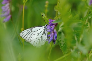 Black-veined white butterfly