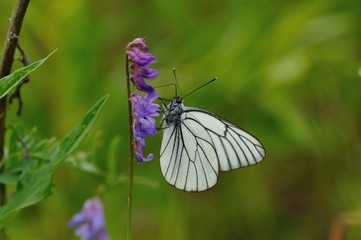 Black-veined white butterfly